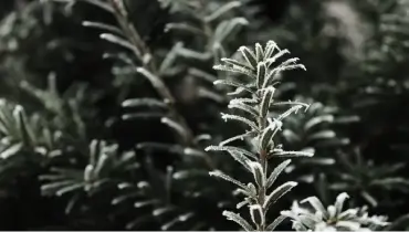 Snow-covered tree.